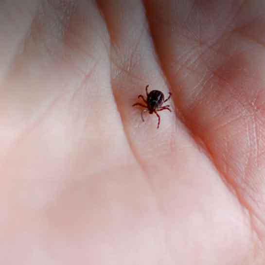 Lyme-disease-carrying tick