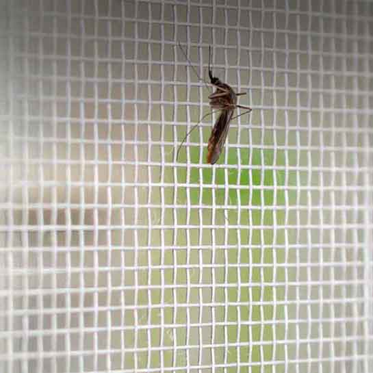 Zika-virus carrying mosquito on a preventative screen