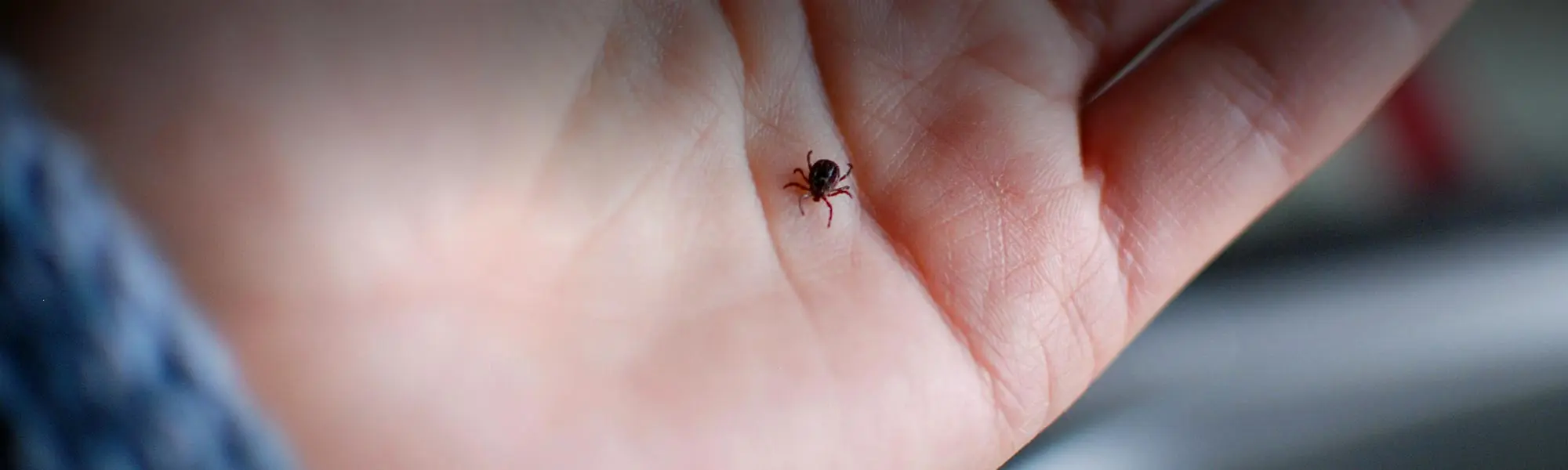 Closeup of tick insect