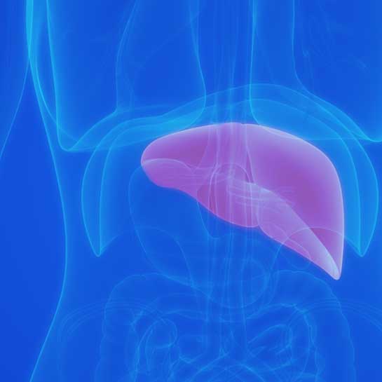Medical illustration of liver inside body