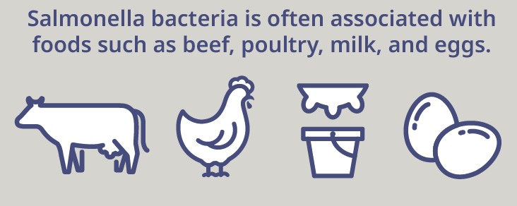 Samonella bacteria is often associated with foods such as beef, poultry, milk and eggs.