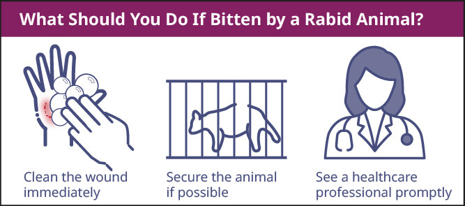 What should you do if bitten by a rabid of animal?